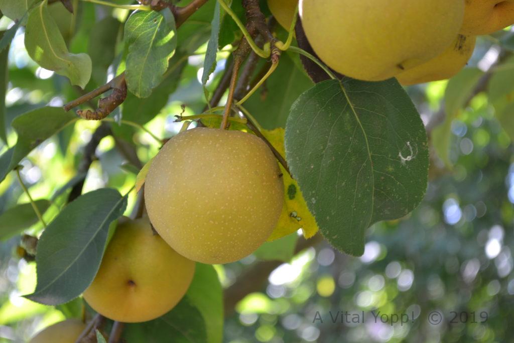 Garden - Apples_0971.jpg