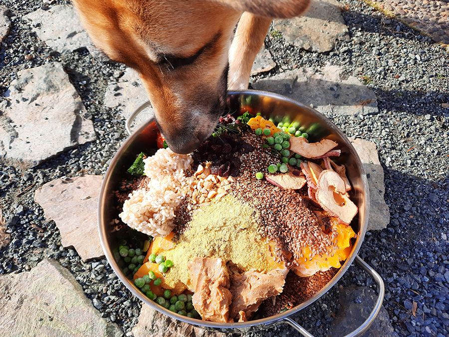 Homemade Vegan Dog Food – mrsplantintexas