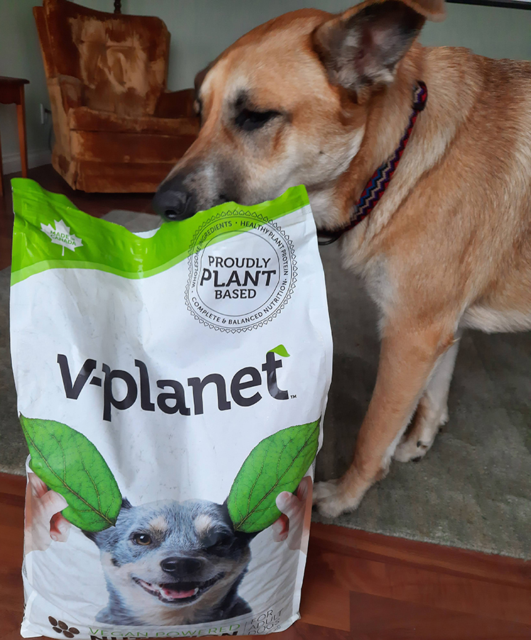 Homemade Vegan Dog Food – mrsplantintexas