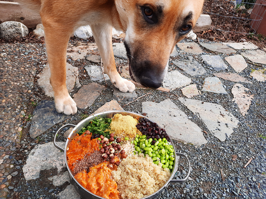 Homemade vegetarian dog food recipe sale